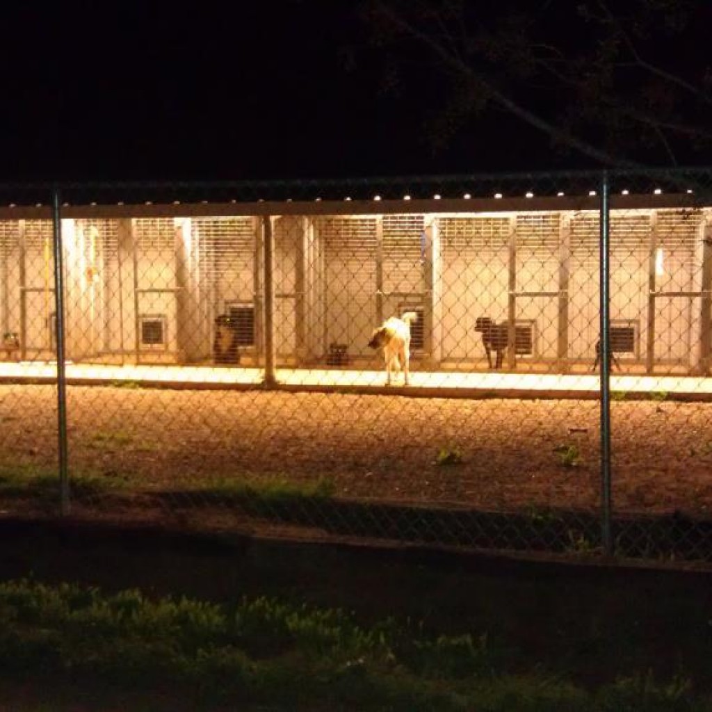 Kennel At Night Paws Ranch Rescue